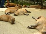 カピバラを連続ヘブン状態に (Scratching many capybaras)