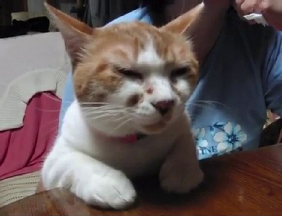 会話する マッちゃん_ you wanna talk each other with meow_