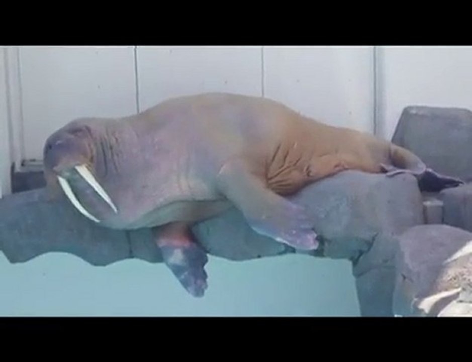 南知多ビーチランド 寝起きのセイウチ