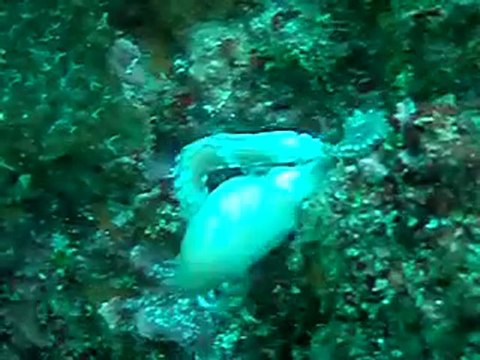 決定的瞬間ウツボ×タコ.MOV