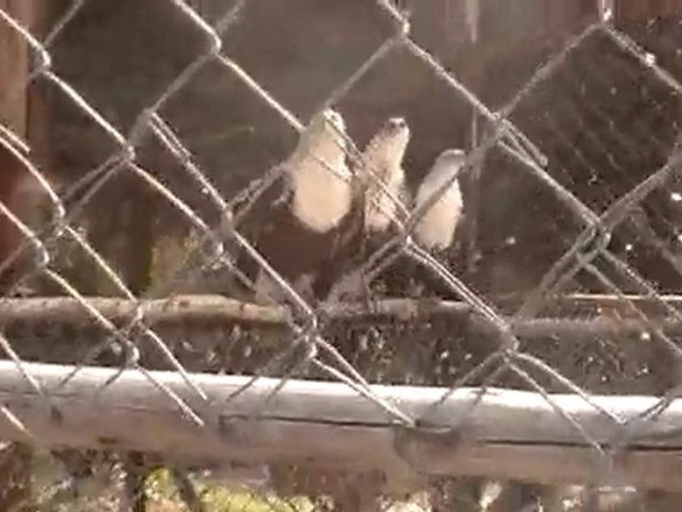 Deep Sea Pet Center'ın Afrika Tanzanyadan video görüntüleri