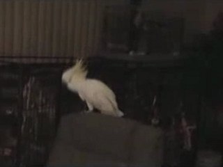 Papağan Dansı Hiç Böyle Görmediniz xD