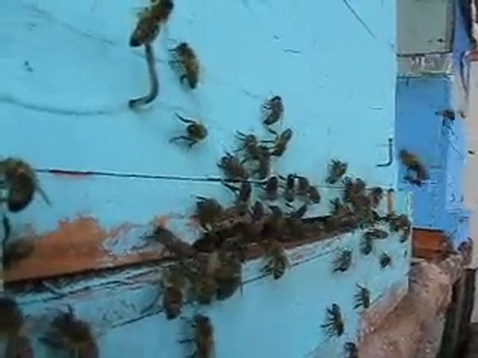 arıcılık Mehmet Yüksel/Memlekette güçlü Karniyol koloniler.