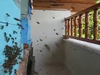 arıcılık Mehmet Yüksel Güçlü koloniler.