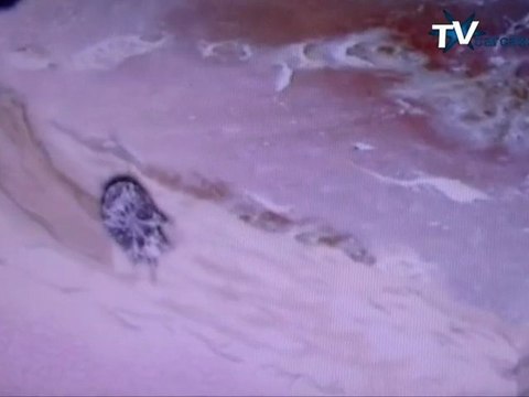 Cas de gale enfants école Jean Jaurès Carcassonne 10 02 11