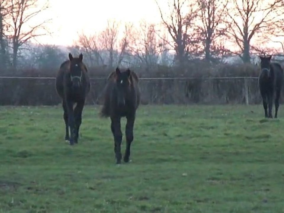 les triplés Février 2011 par le PS "NETWORK"