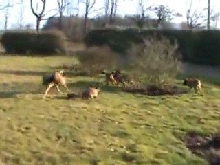 Alpha avec ses chiots