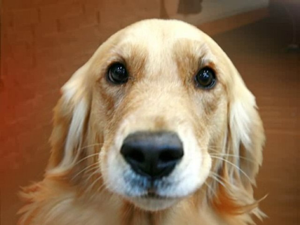 perro tiñoso