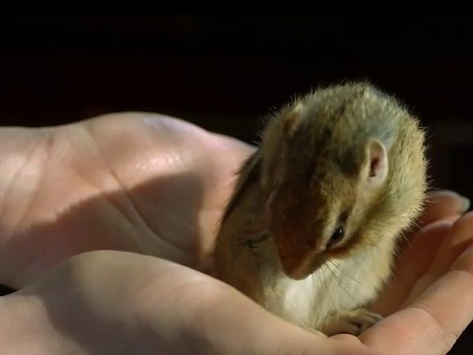 Écureuil trop mignon au ralenti [Cute Slow Motion]