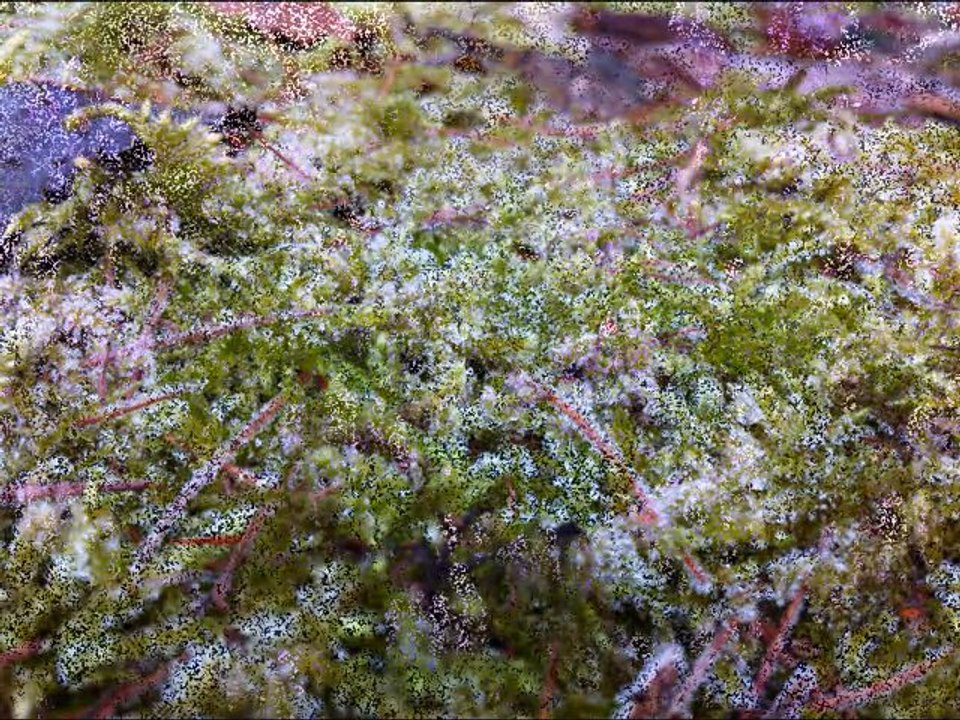 Ich nehm dich mit auf meinen Spaziergang 1