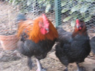 petit parquet de maran