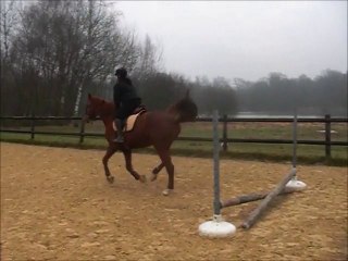 Roi débuts au saut