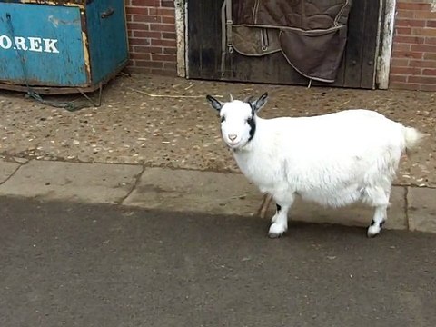 Boxes d'un entraîneur au Centre d'entrainement de Vincennes