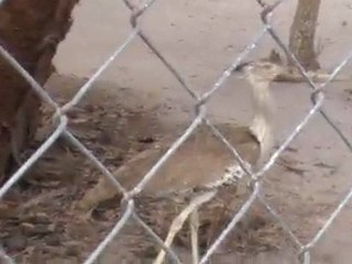 Deep Sea Pet Center'ın Afrika Tanzanyadan video görüntüleri