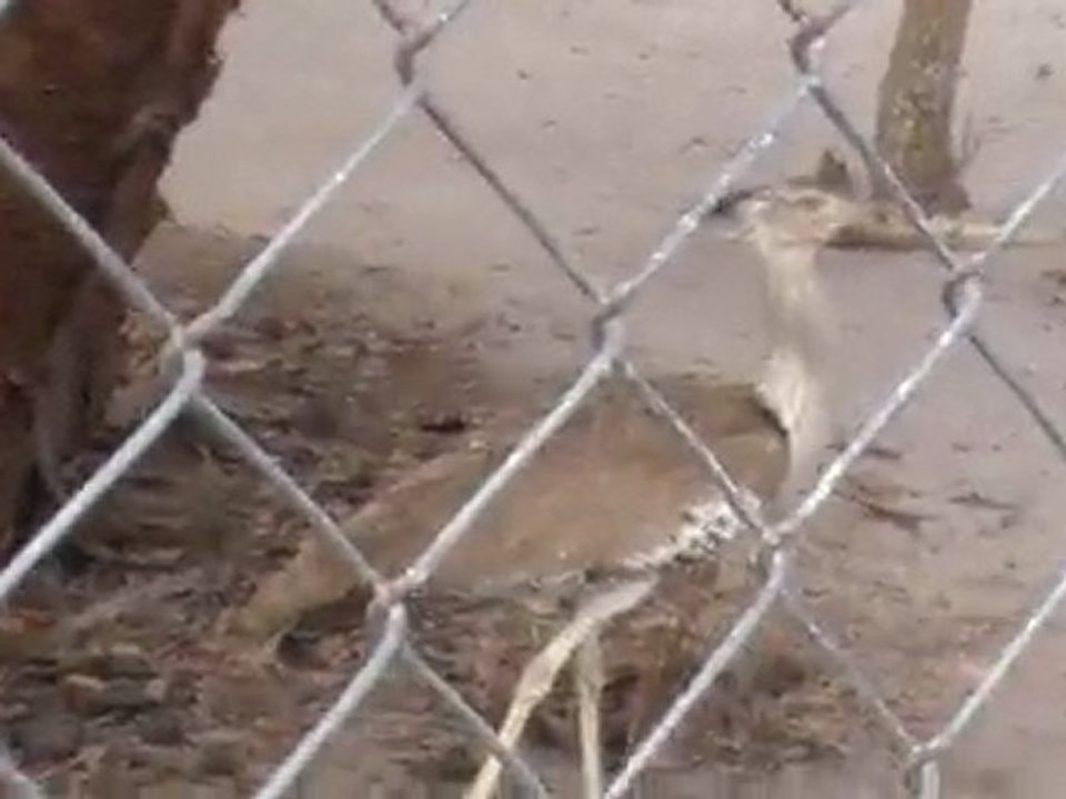 Deep Sea Pet Center'ın Afrika Tanzanyadan video görüntüleri