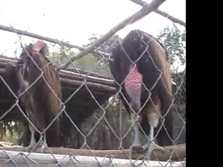 Deep Sea Pet Center'ın Afrika Tanzanyadan video görüntüleri