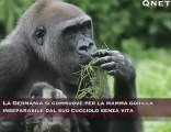 Gorilla inseparabile dal cucciolo morto commuove la Germania