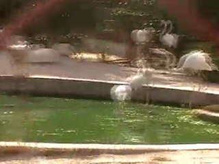 Deep Sea Pet Center'ın Afrika Tanzanyadan video görüntüleri