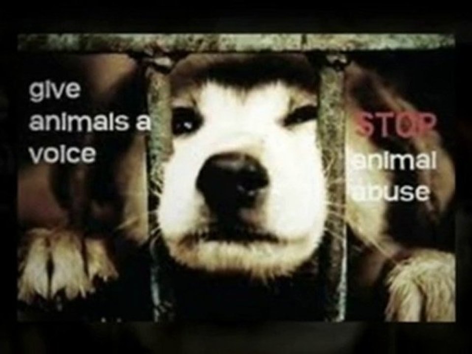 Ryan A. Nassbridges Shares Animal Cruelty