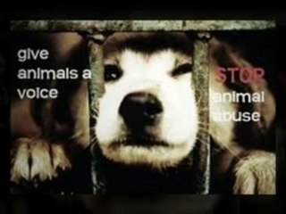 Ryan A. Nassbridges Shares Animal Cruelty