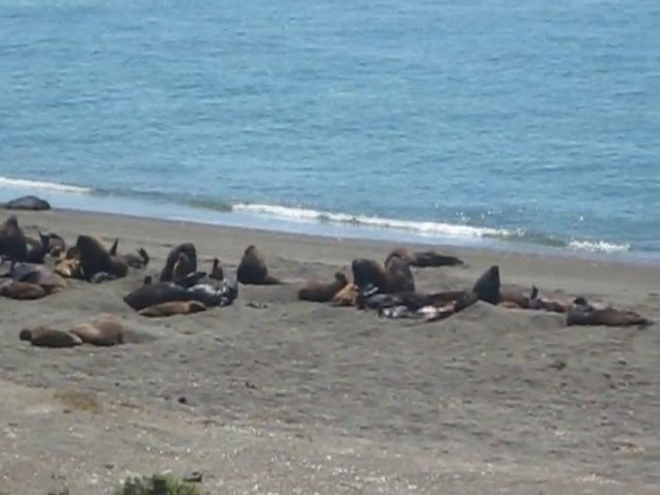 La danse des Lions Argentins