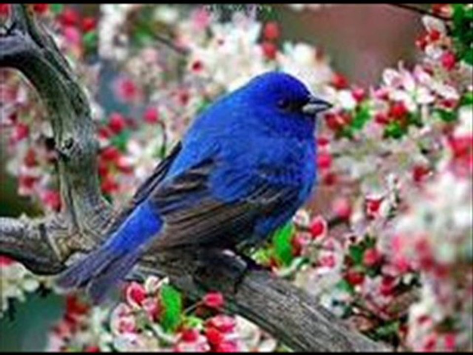 otme bulbul