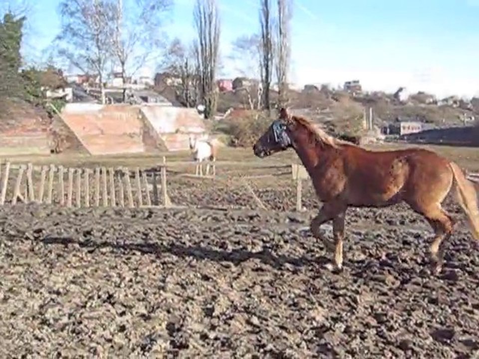 Kaizer laché en piste, qui obéit a la voix et saute seul (4)