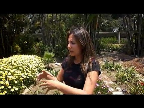 flores+peru,flores en peru, FloresEnPeru.com,B