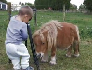 Meet New Zealand's Smallest Horse, "Little Harry"