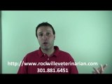 Rockville Veterinarian - Should I Buy Pet Insurance?