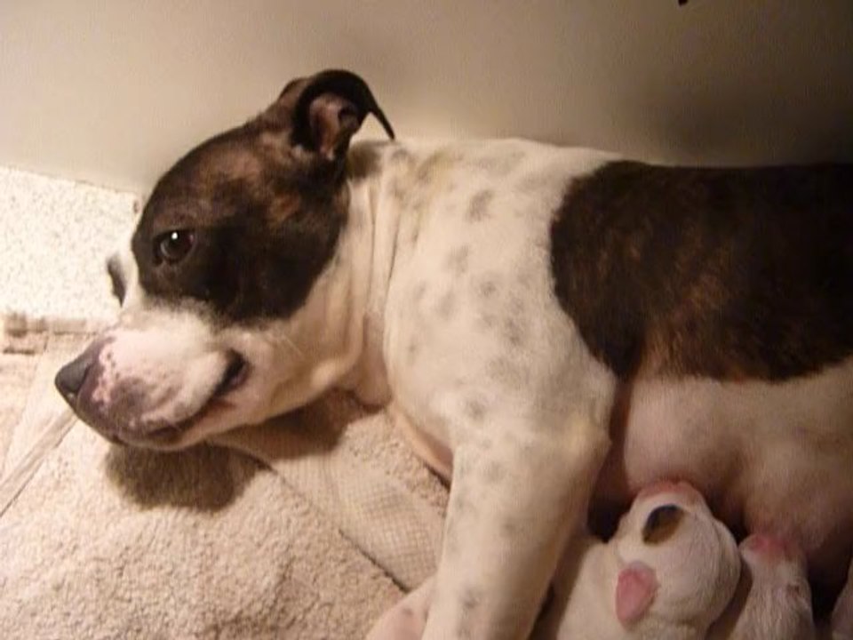 chiots staffies à 2 jours