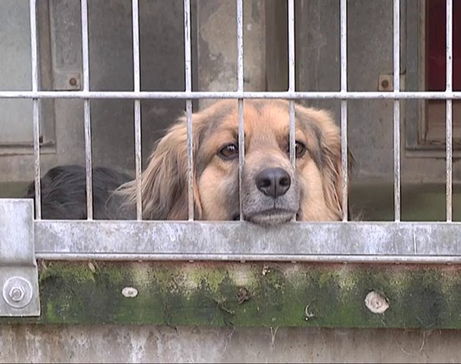 Reportage : Comment retrouver son chien perdu ?