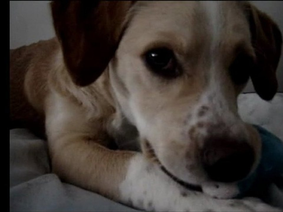Vida de cão