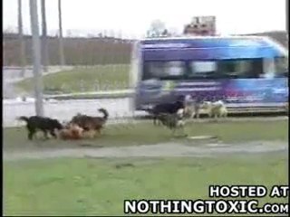 Chien VS Plein de chien [liddel]