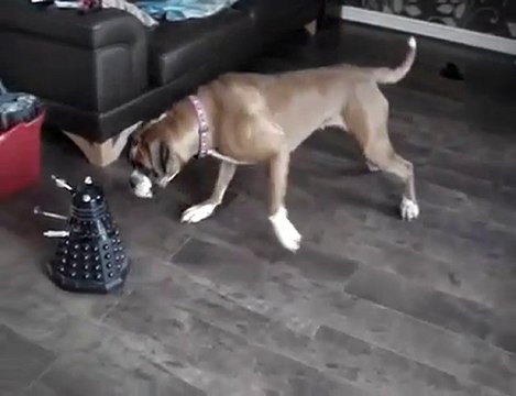 Il cane terrorizzato dal robot