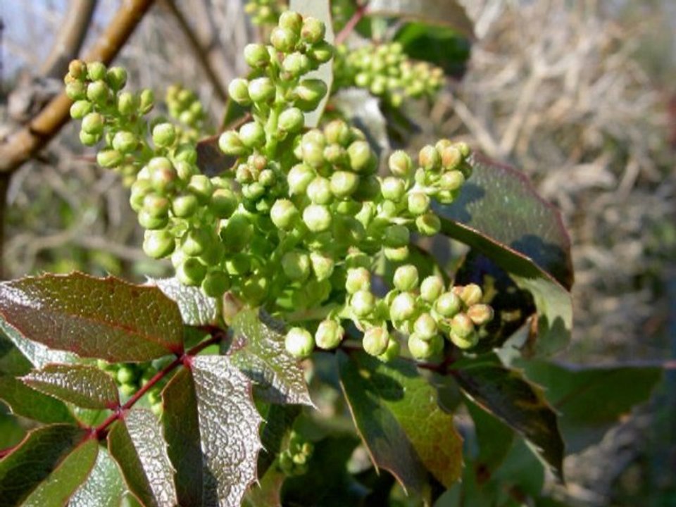 Frühlingserwachen 2004 (remastered)