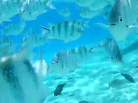 cook island kite surf
