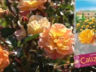 DECOROSIERS - Les rosiers faciles et généreux