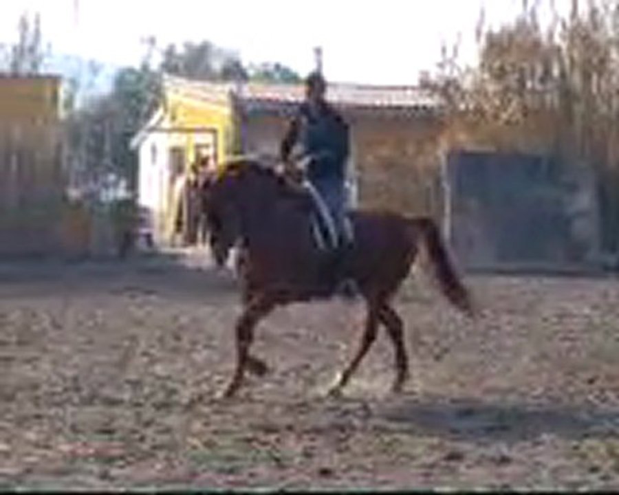 Azafran 4