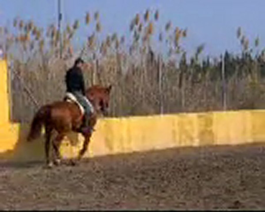Azafran 6