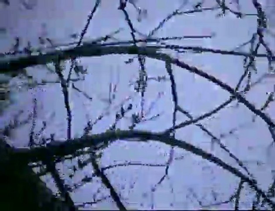 Tree time