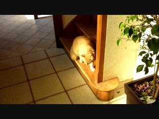 figaro après anesthésie