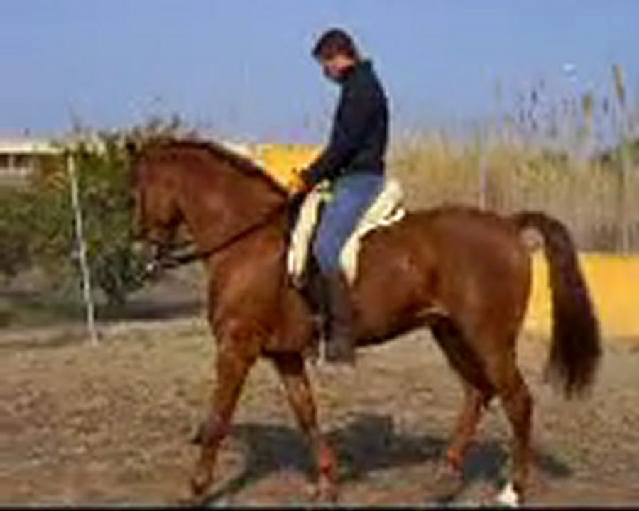 Azafrán 1