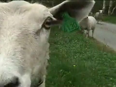 Means of Production Kayaking Paddling Trailer