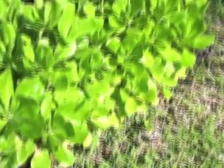 That Day - Vacant Vatican