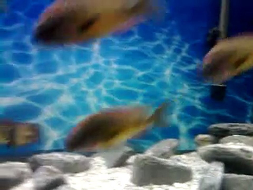 Video0096