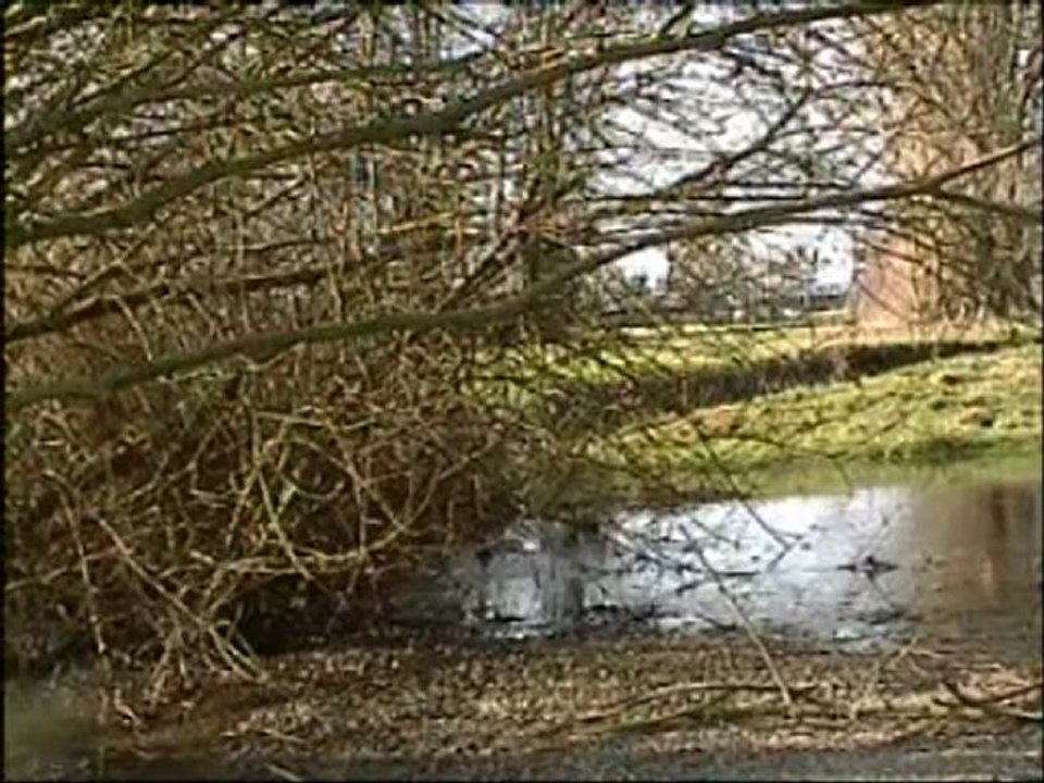 Les petits oiseaux du saule au bord du lac