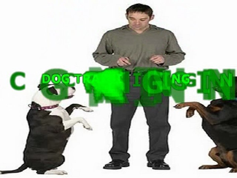 Top Tips On How To Train Your Dog