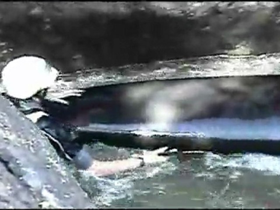 The Animal Race 2008