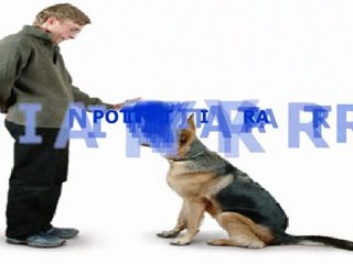 Understanding Dog Psychology: A Guide for Pet Owners